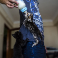 Tekir Kedi, Kedi  diego - ungabunga  fotoğrafı