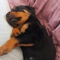 Rottweiler, Köpek  Hades fotoğrafı