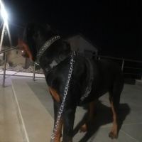 Rottweiler, Köpek  Hades fotoğrafı