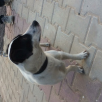 Jack Russell Terrier, Köpek  LENA fotoğrafı