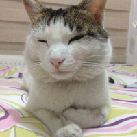 Tekir Kedi, Kedi  Minik fotoğrafı