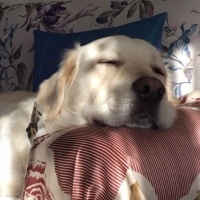 Golden Retriever, Köpek  Alvin Vito fotoğrafı
