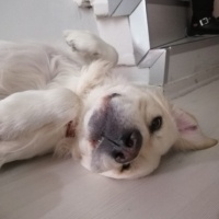 Golden Retriever, Köpek  Alvin Vito fotoğrafı