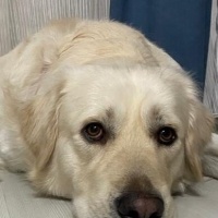 Golden Retriever, Köpek  Alvin Vito fotoğrafı
