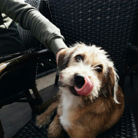 Fox Terrier (Wire), Köpek  Eva fotoğrafı