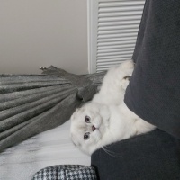 Scottish Fold, Kedi  Pamuk fotoğrafı
