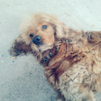 Amerikan Cocker Spaniel, Köpek  Rüzgâr  fotoğrafı
