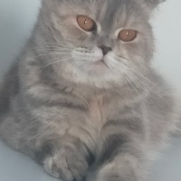 British Shorthair, Kedi  Sushi fotoğrafı