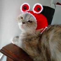 British Shorthair, Kedi  Sushi fotoğrafı