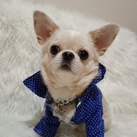 Chihuahua, Köpek  Mex fotoğrafı