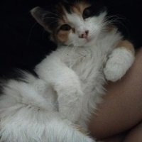 Tekir Kedi, Kedi  Sakura fotoğrafı