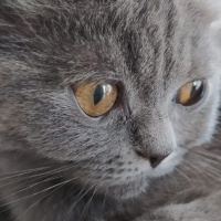 British Shorthair, Kedi  paşa fotoğrafı