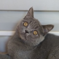 British Shorthair, Kedi  paşa fotoğrafı