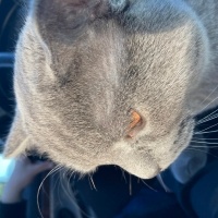 British Shorthair, Kedi  Şans fotoğrafı