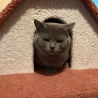 British Shorthair, Kedi  Şans fotoğrafı