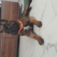 Belçika Malinois, Köpek  Penche fotoğrafı
