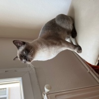 British Shorthair, Kedi  Bıdık fotoğrafı
