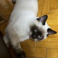 British Shorthair, Kedi  Bıdık fotoğrafı