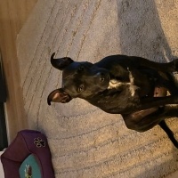 Amerikan Staffordshire Terrier, Köpek  Naomi fotoğrafı