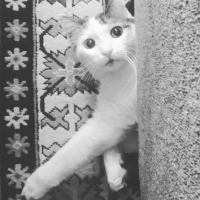 Tekir Kedi, Kedi  Rio fotoğrafı