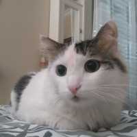 Tekir Kedi, Kedi  Rio fotoğrafı