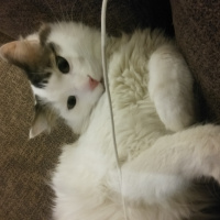 Tekir Kedi, Kedi  Rio fotoğrafı