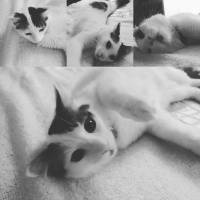 Tekir Kedi, Kedi  Rio fotoğrafı