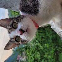 Tekir Kedi, Kedi  Boncuk fotoğrafı