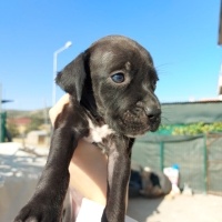 Pointer, Köpek  karalar fotoğrafı