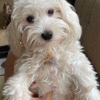 Maltese, Köpek  Toffee fotoğrafı