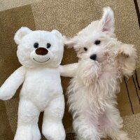 Maltese, Köpek  Toffee fotoğrafı