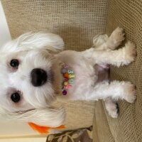 Maltese, Köpek  Toffee fotoğrafı