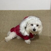 Maltese, Köpek  Toffee fotoğrafı