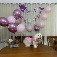 Maltese, Köpek  Toffee fotoğrafı