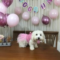 Maltese, Köpek  Toffee fotoğrafı