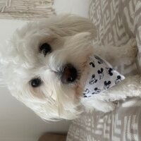 Maltese, Köpek  Toffee fotoğrafı