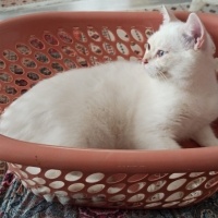 British Longhair, Kedi  Sütlaç fotoğrafı