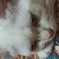 British Longhair, Kedi  Sütlaç fotoğrafı