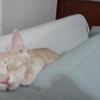 Sarman, Kedi  Potekin fotoğrafı