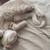 Sarman, Kedi  Potekin fotoğrafı