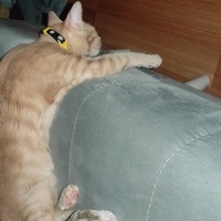 Sarman, Kedi  Potekin fotoğrafı