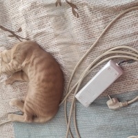 Sarman, Kedi  Potekin fotoğrafı