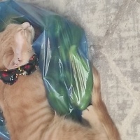 Sarman, Kedi  Potekin fotoğrafı