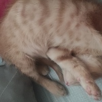Sarman, Kedi  Potekin fotoğrafı
