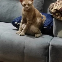 Sarman, Kedi  Potekin fotoğrafı