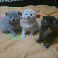 Scottish Fold, Kedi  sakiz fotoğrafı