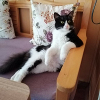 Tekir Kedi, Kedi  Şila fotoğrafı