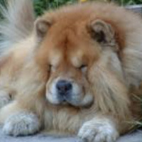 Chow Chow (çin Aslanı), Köpek  Paşa  fotoğrafı