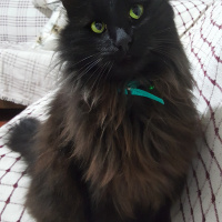 Ankara Kedisi, Kedi  Mia fotoğrafı