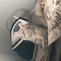 British Shorthair, Kedi  Çiko fotoğrafı